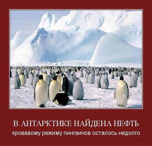 /media/pinguins.jpg